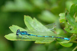 Image of Variable Bluet