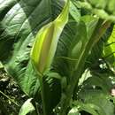 Image of Anthurium nymphaeifolium K. Koch & C. D. Bouché