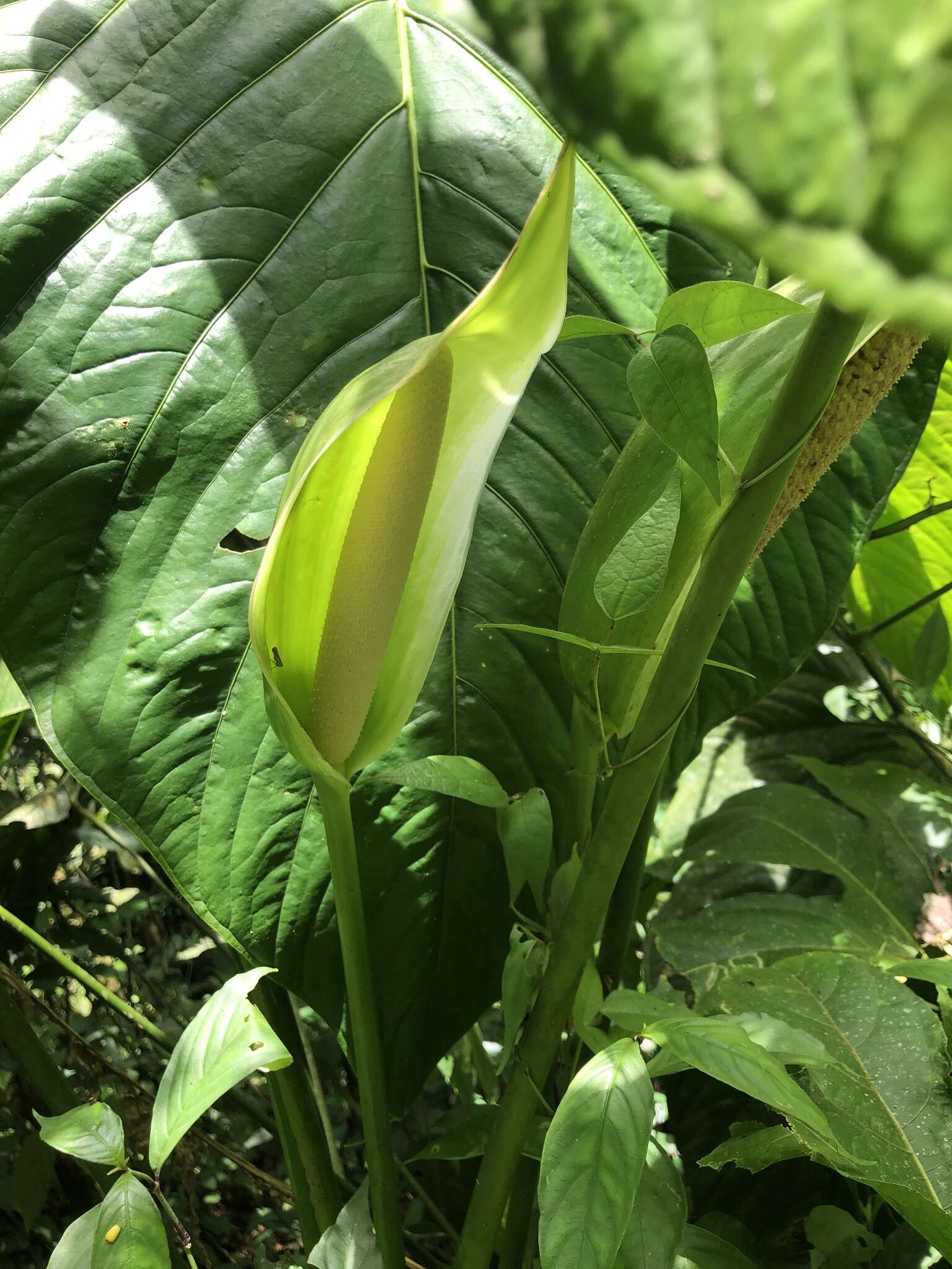 Image of Anthurium nymphaeifolium K. Koch & C. D. Bouché