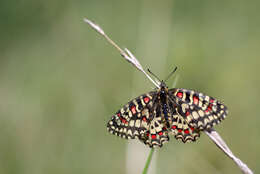 Image of Zerynthia rumina (Linnaeus 1758)