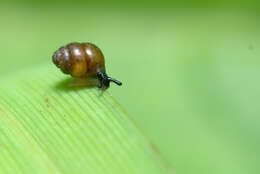 Image of Desmoulin's Whorl Snail