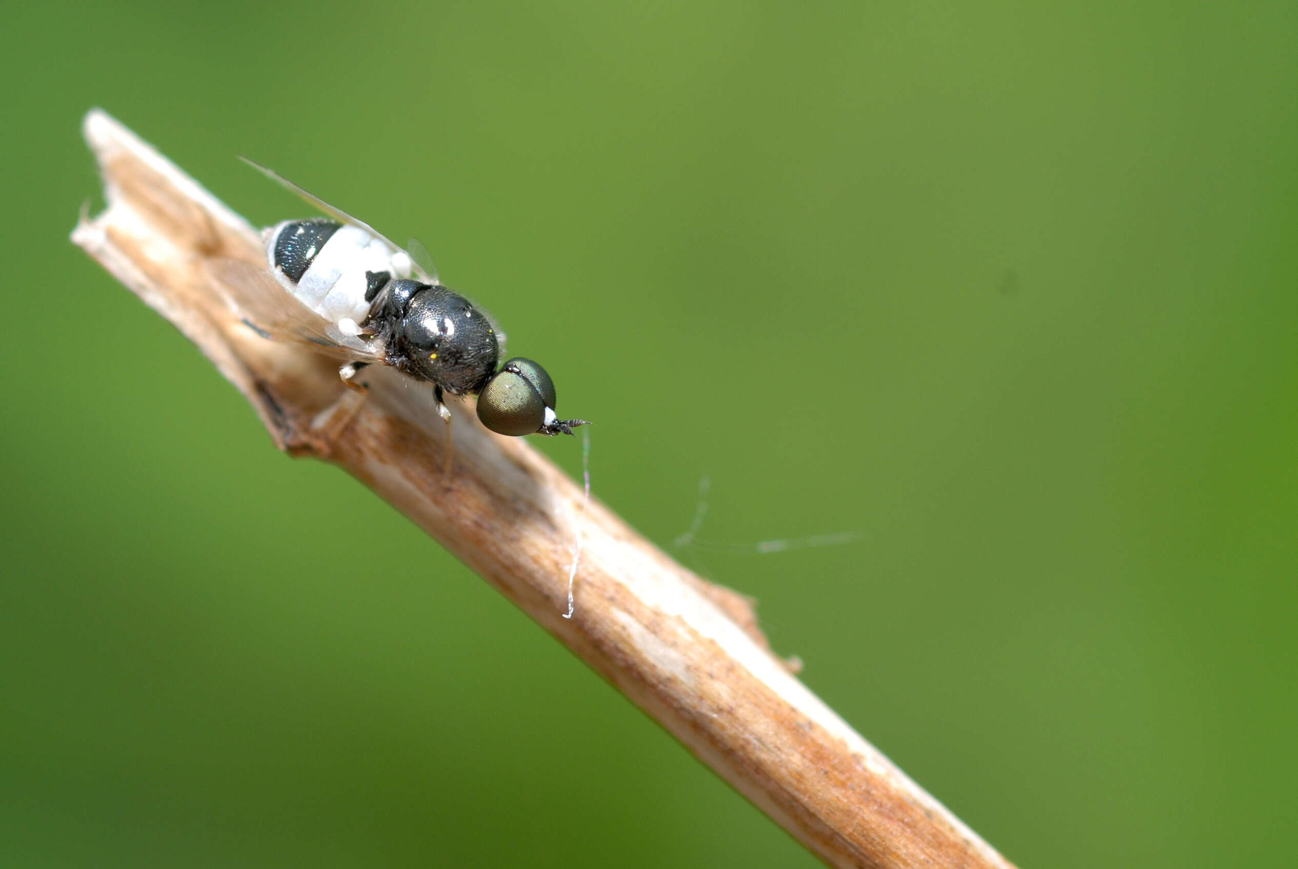 Imagem de Nemotelus pantherinus (Linnaeus 1758)