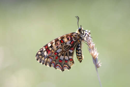 Image of Zerynthia rumina (Linnaeus 1758)