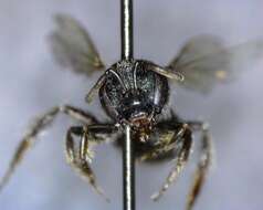 Image of Lasioglossum incompletum (Crawford 1907)