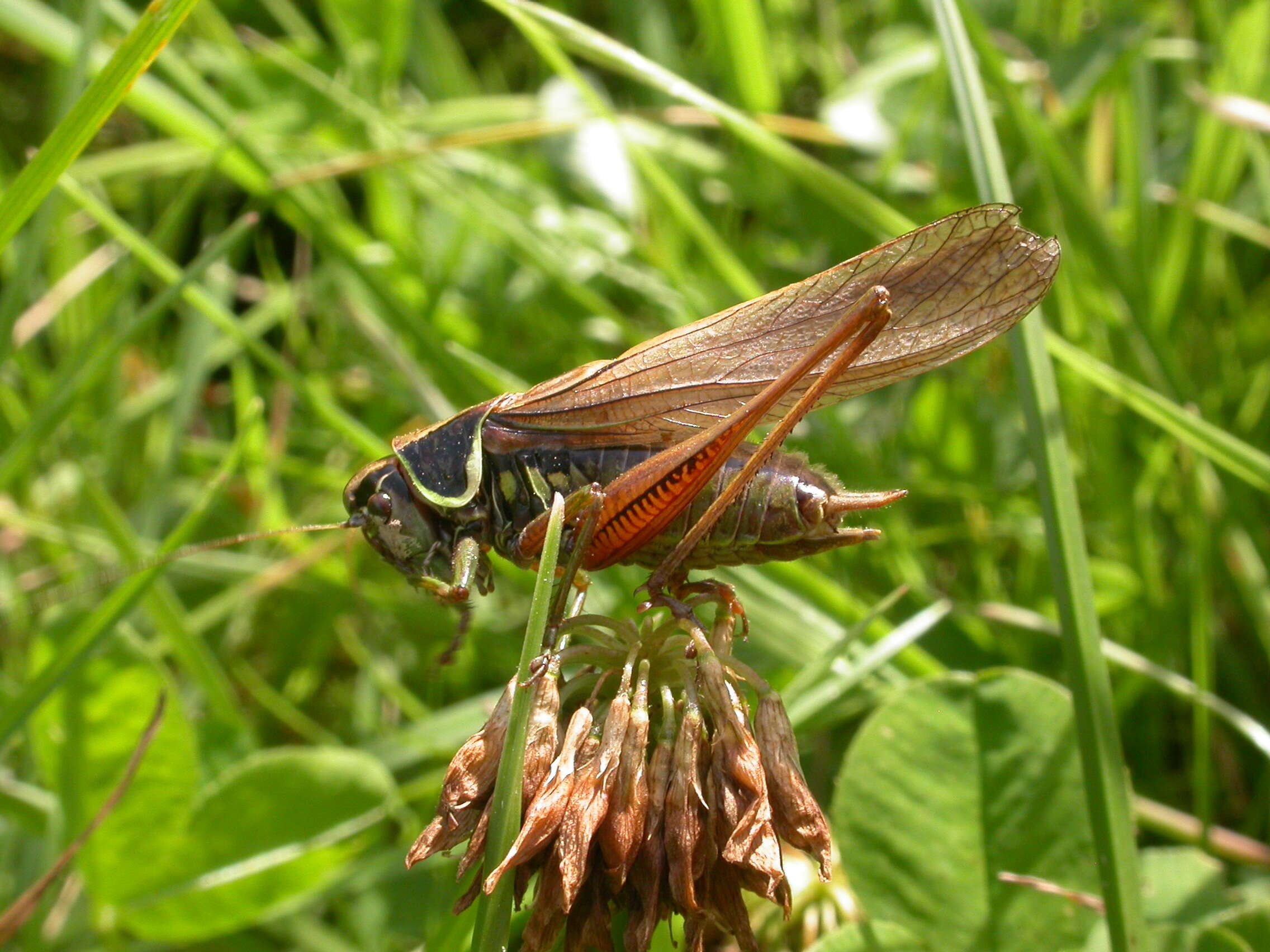 Image of Metrioptera roeselii