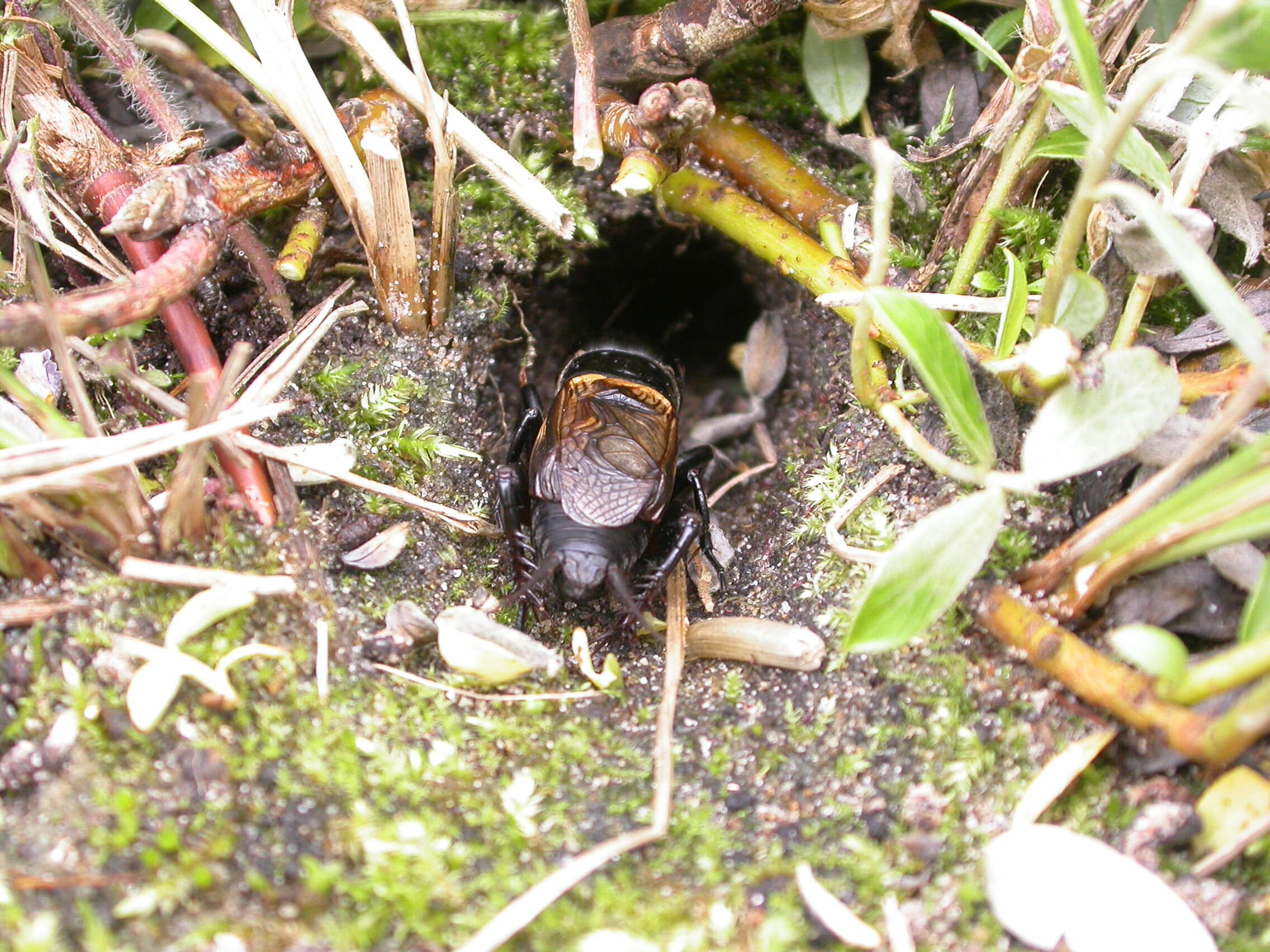 Image of Field cricket