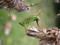 Image of Long-winged conehead