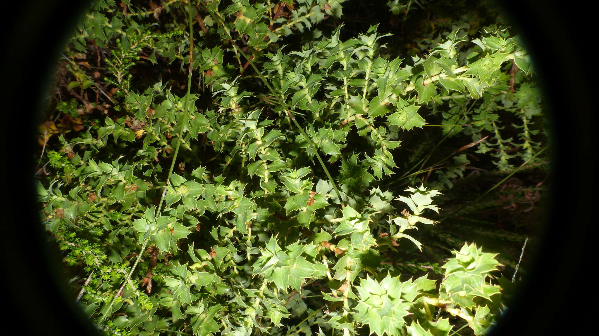 Image of <i>Cliffortia <i>ilicifolia</i></i> var. ilicifolia