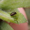 Image of Bronze leaf beetle