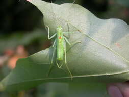 Image of southern oak bush-cricket