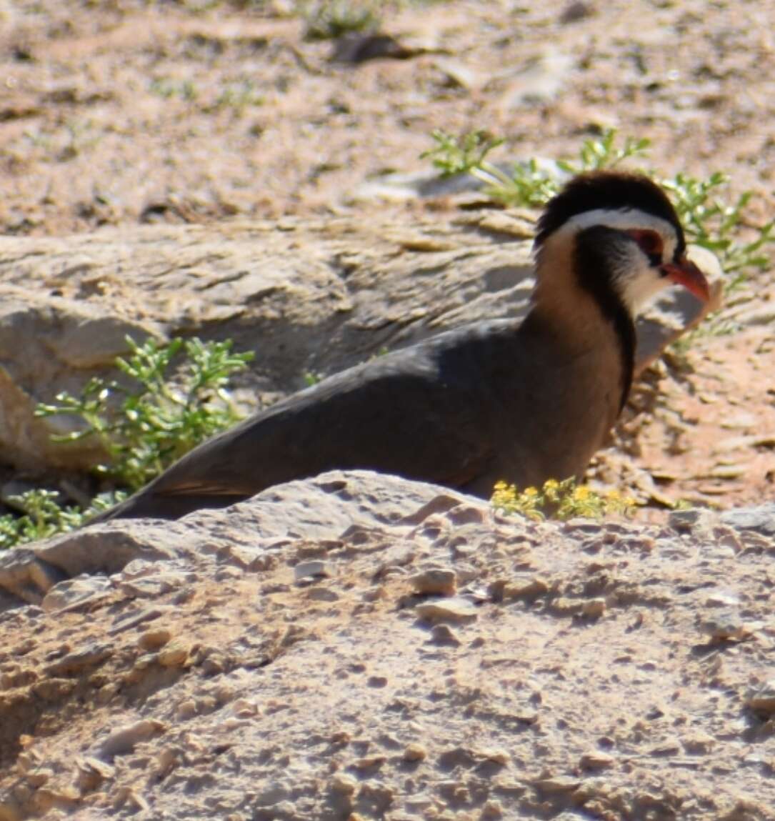 Plancia ëd Alectoris melanocephala (Rüppell 1835)