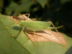 Image of Drumming Katydid