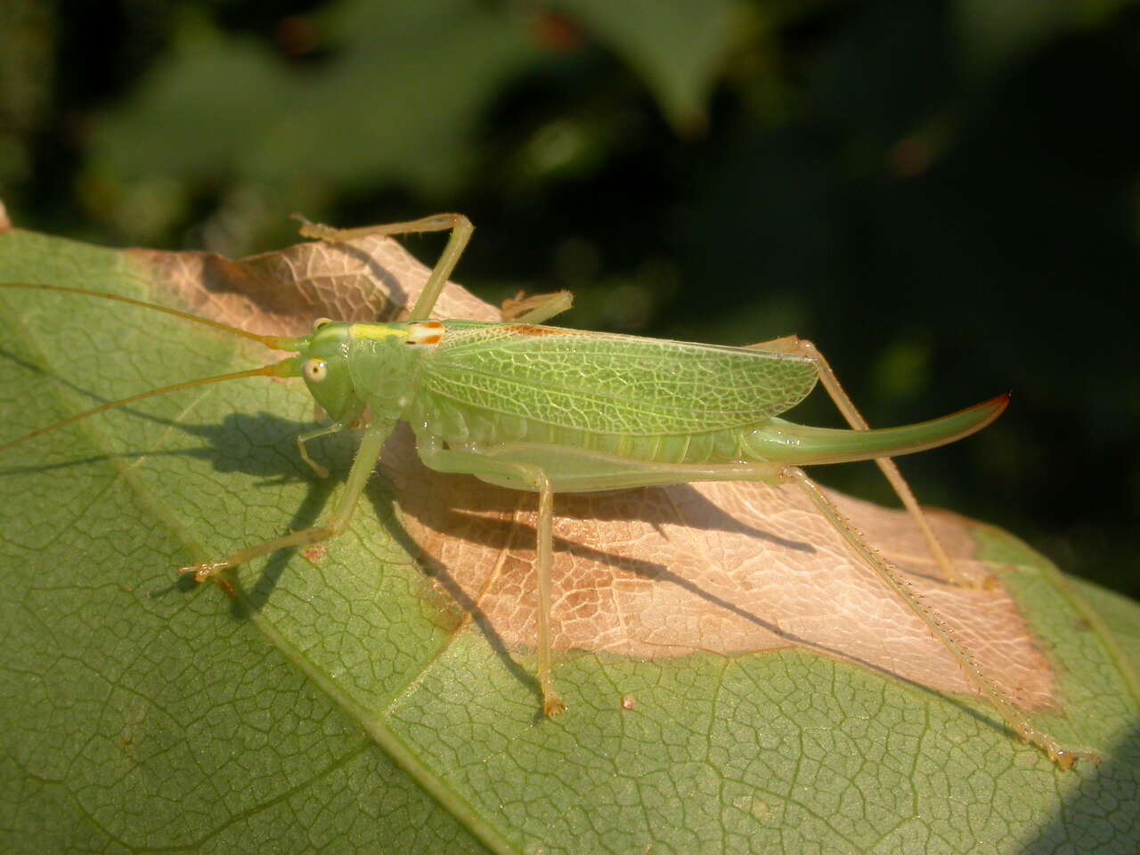 Image of Drumming Katydid