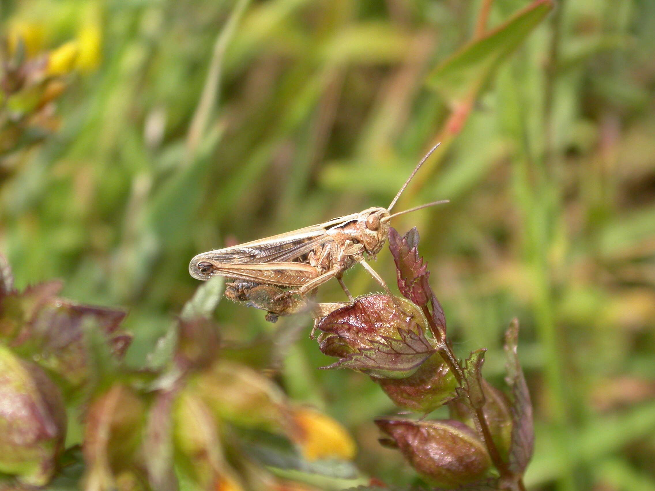 Image of Common green grasshopper