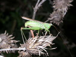 Image of Long-winged conehead