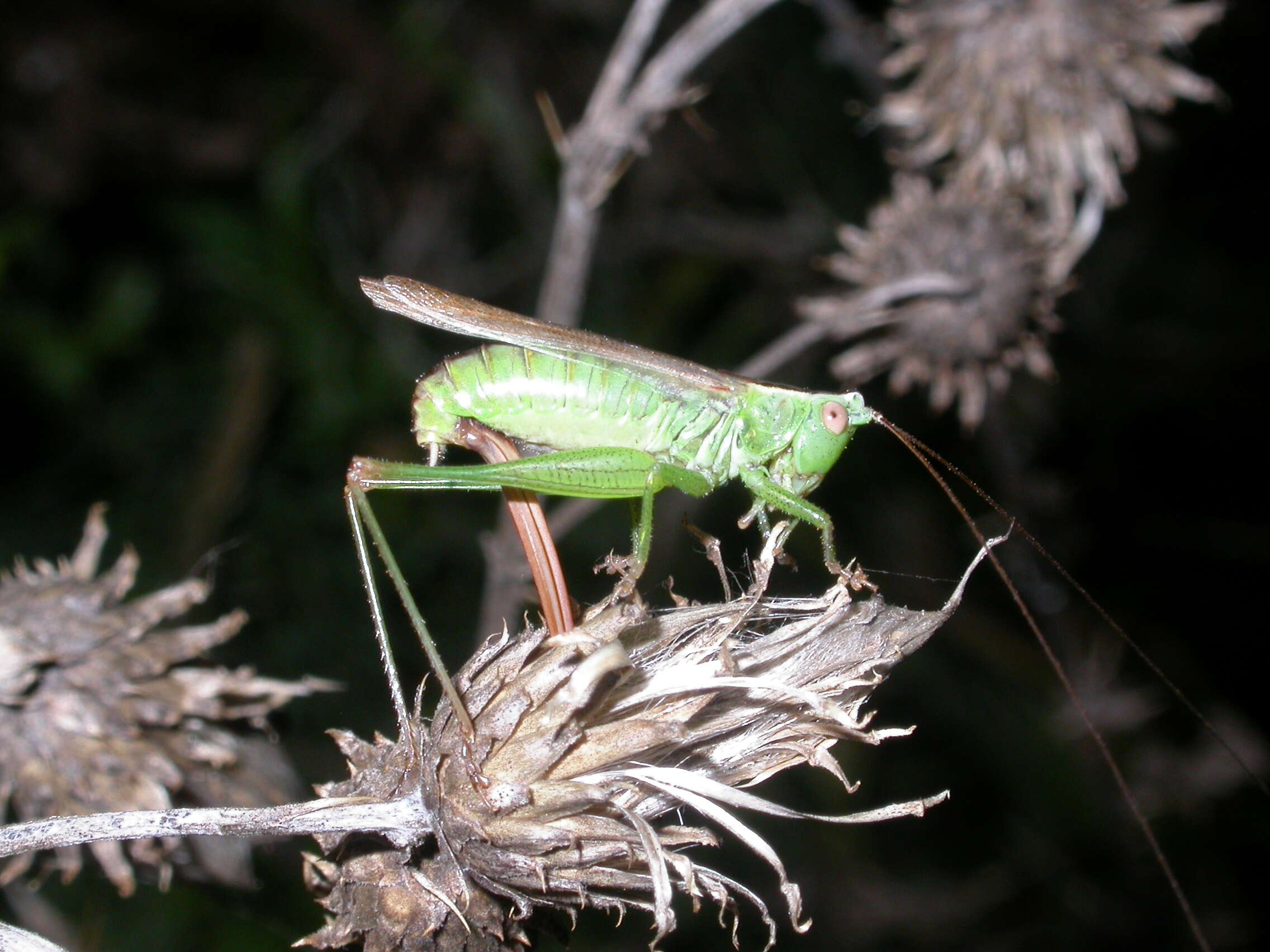 Image of Long-winged conehead