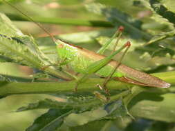 Image of Long-winged conehead