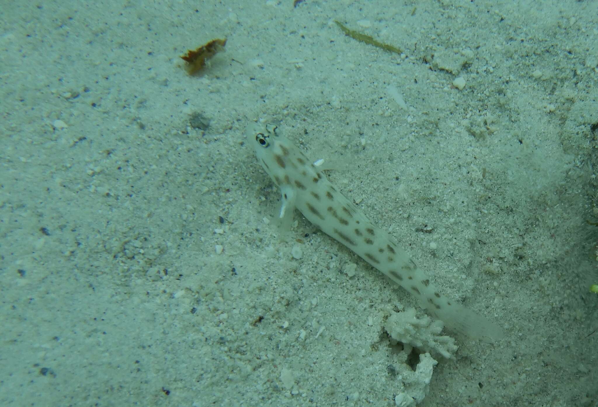 Image of Fierce shrimpgoby