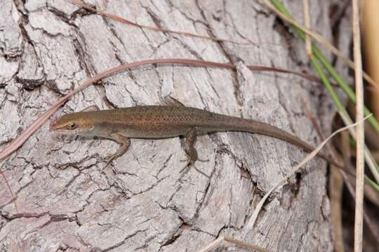 Image of Brown Bicarinate Rainbow-skink