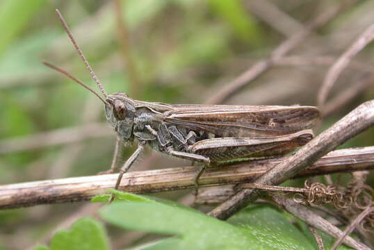 Chorthippus (Glyptobothrus) biguttulus (Linnaeus 1758) resmi