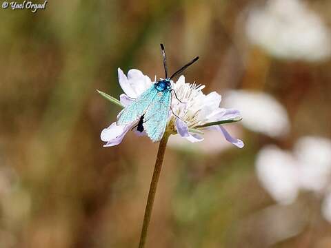 Image of Sixalix arenaria (Forsk.) W. Greuter & Burdet