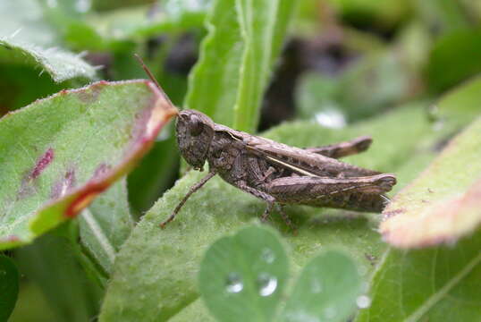 Chorthippus (Glyptobothrus) biguttulus (Linnaeus 1758) resmi