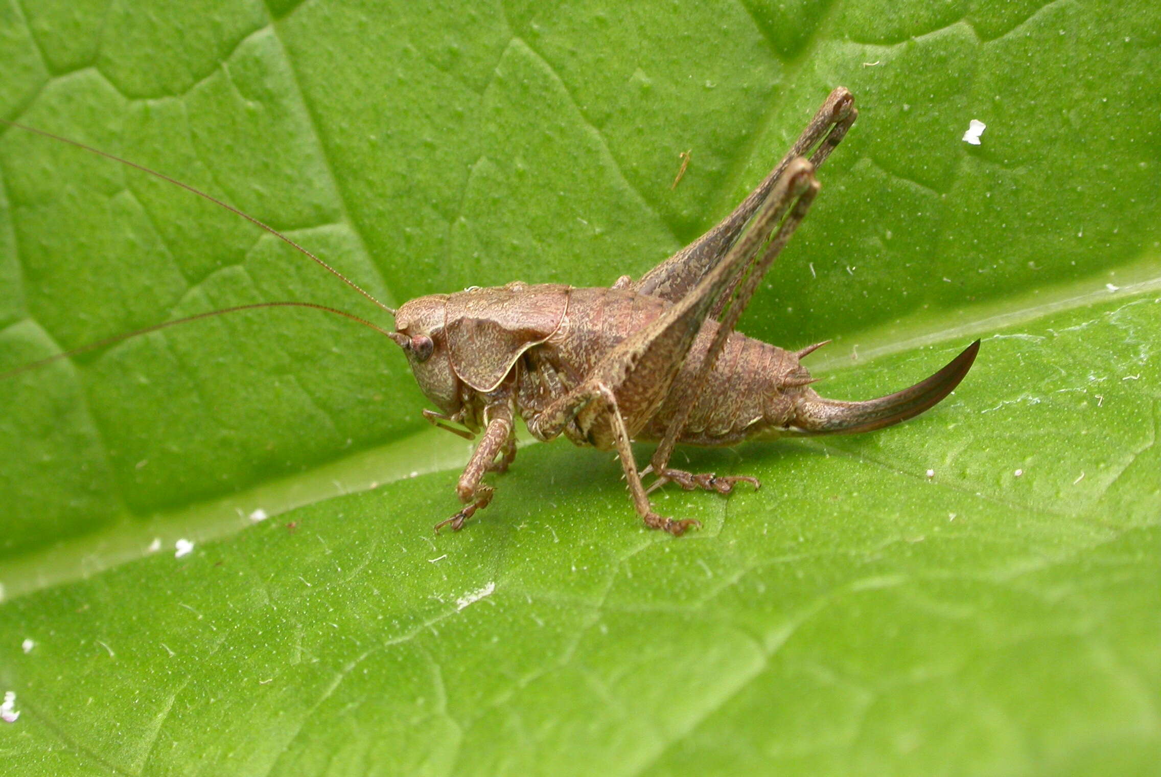 Image of dark bush-cricket