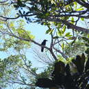 Image of New Caledonian Crow