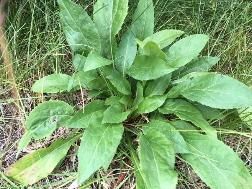 Image de Solidago virgaurea subsp. lapponica (With.) N. N. Tzvel.