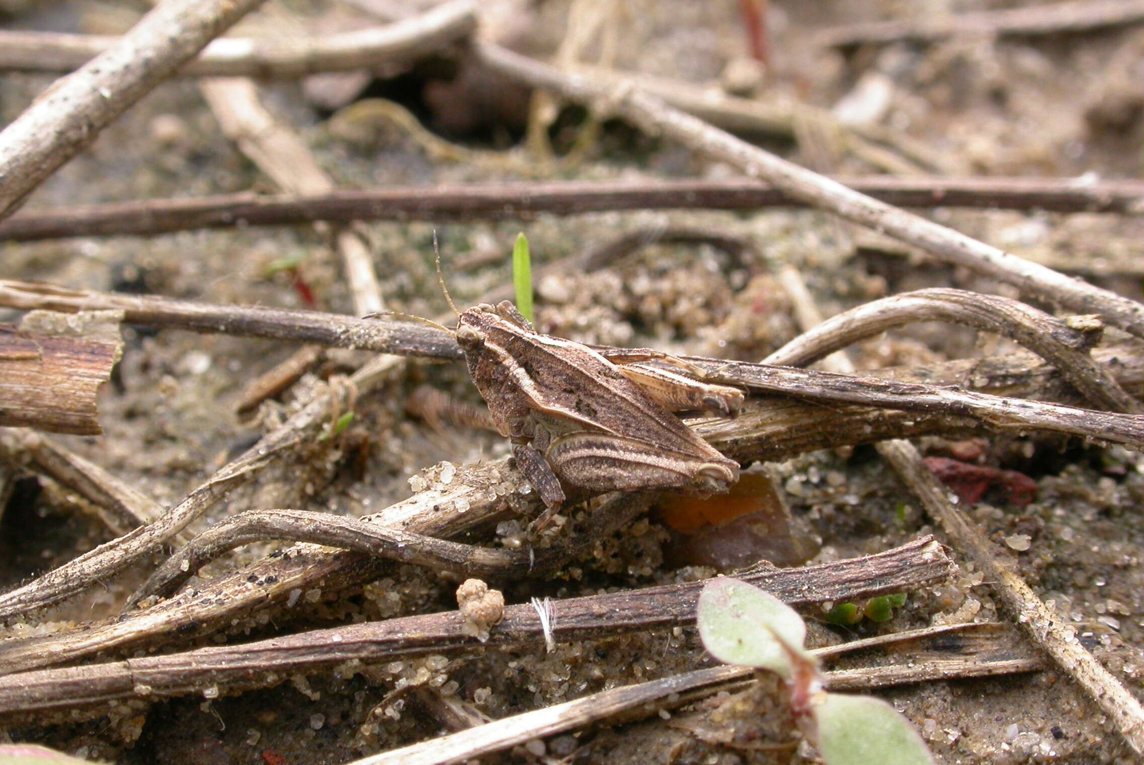 Tetrix tenuicornis (Sahlberg 1891)的圖片