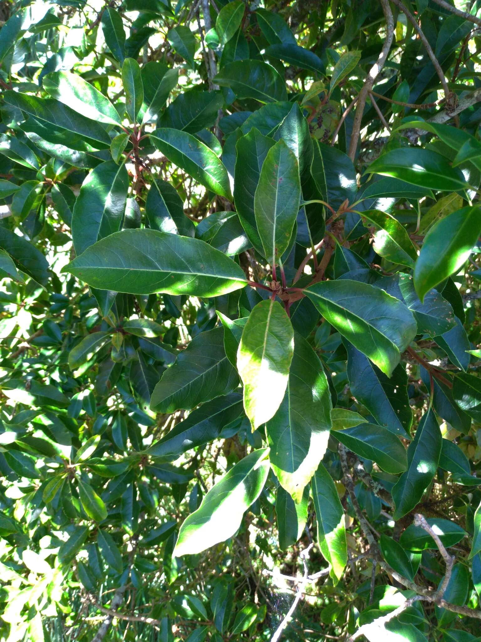 Image of Hydrangea integrifolia Hayata