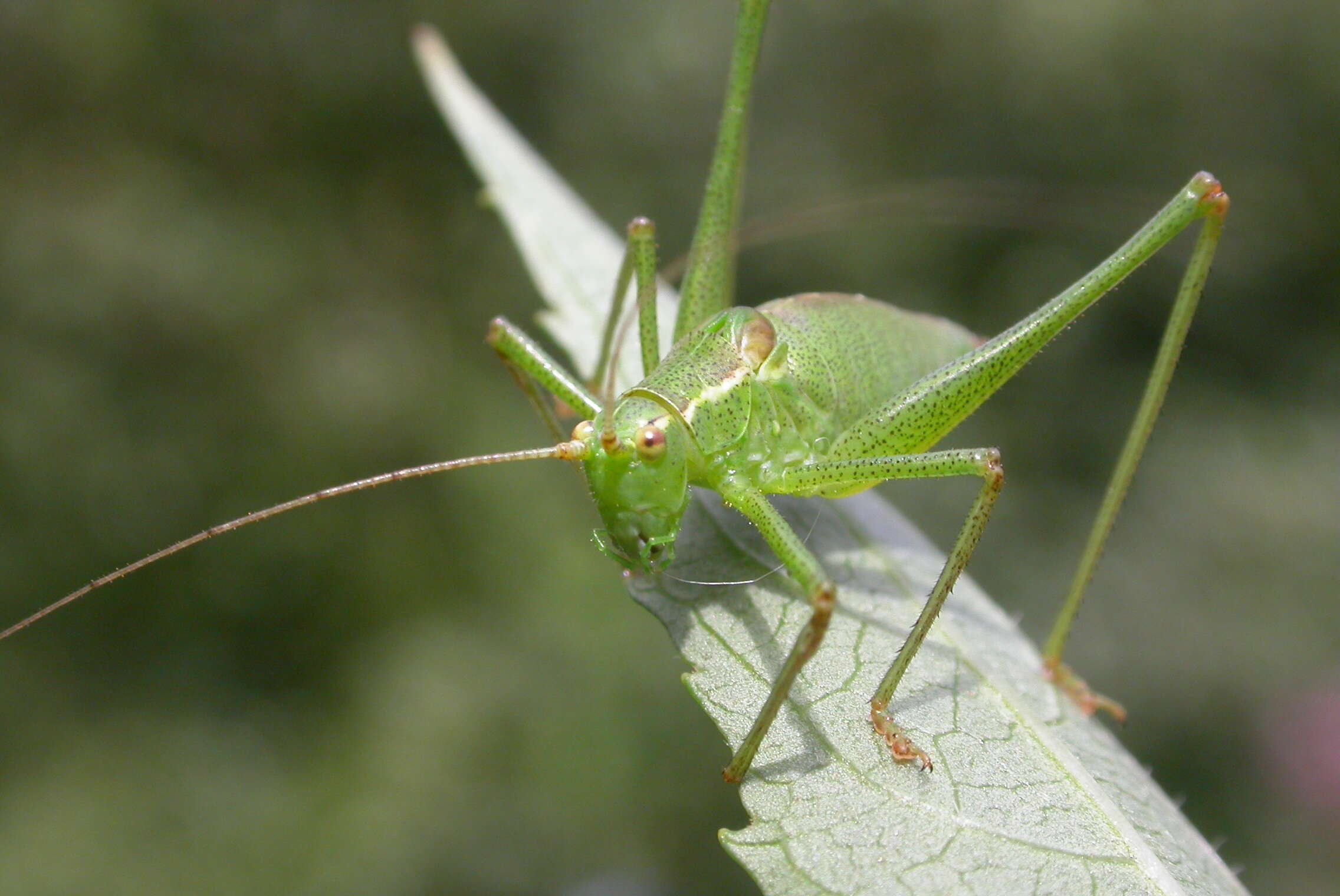 Image of speckled bush-cricket