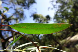 Image de Eucalyptus croajingolensis L. A. S. Johnson & K. D. Hill