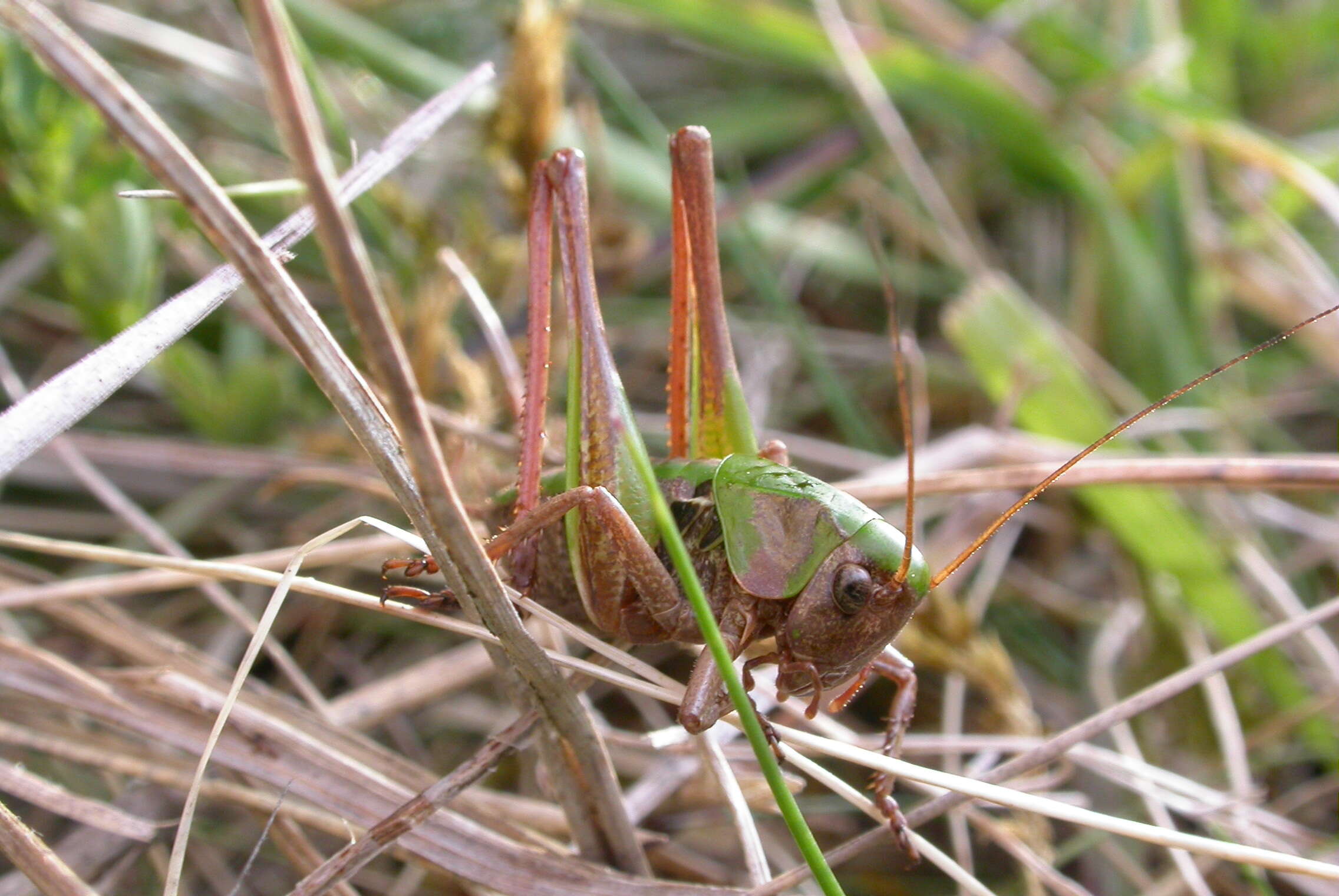 Image of Wart-biter cricket