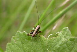 Image of dark bush-cricket