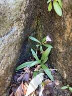 Plancia ëd Stenoglottis macloughlinii (L. Bolus) G. McDonald ex J. M. H. Shaw