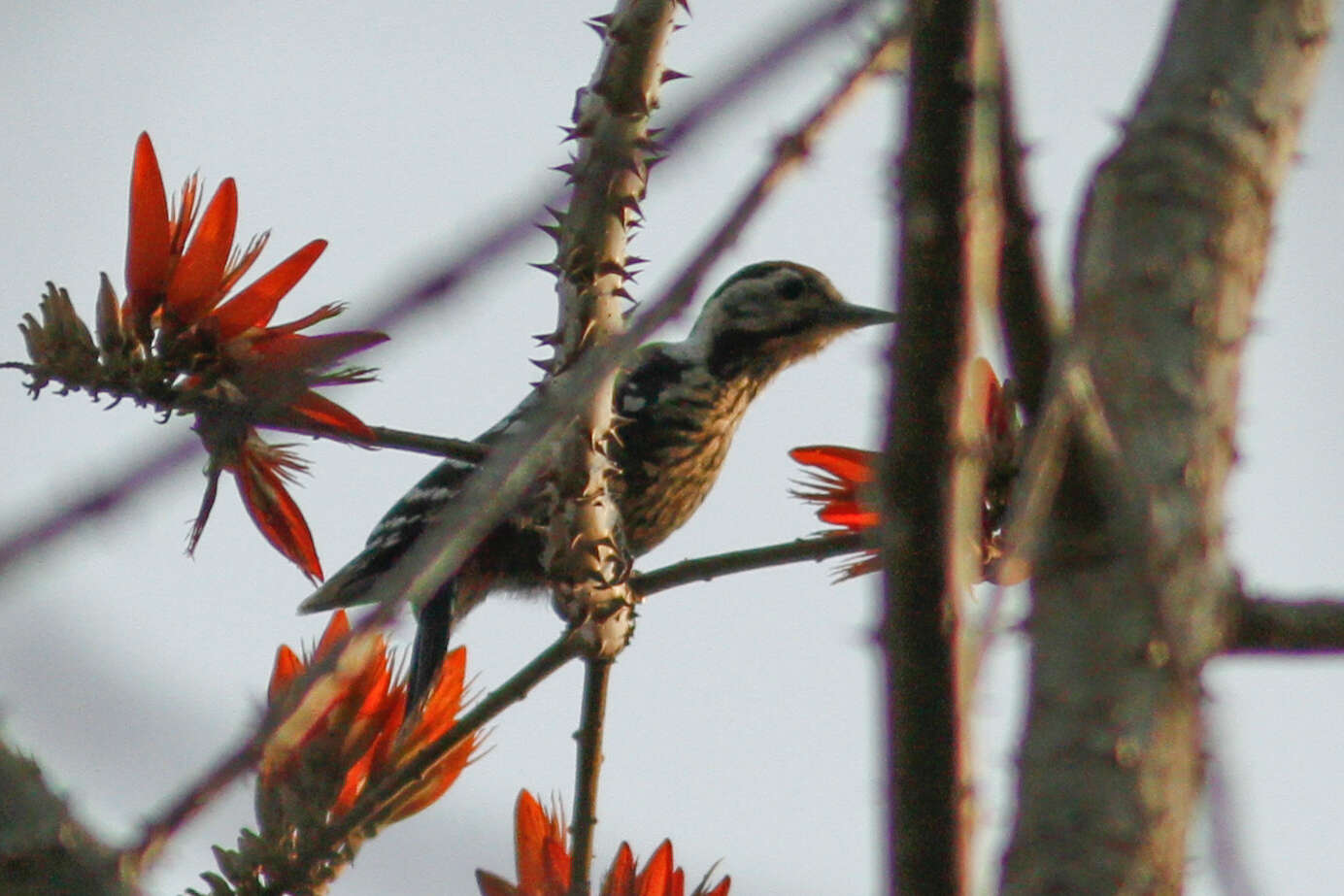 Image of Stripe-breasted Woodpecker