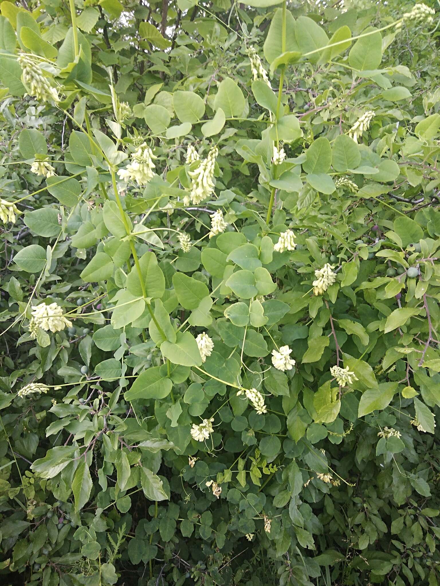 Imagem de Vicia pisiformis L.