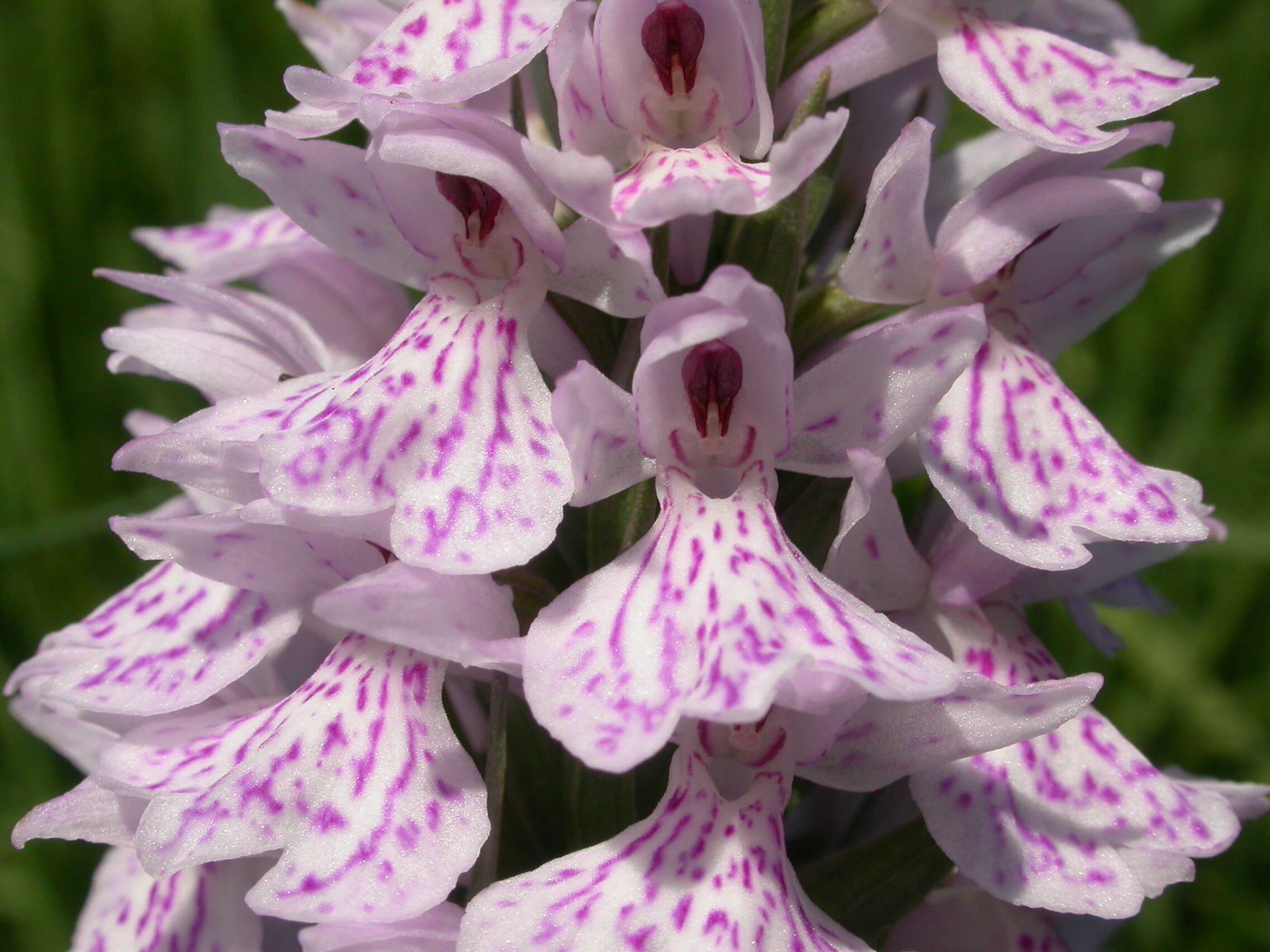 Image of Western Marsh-orchid