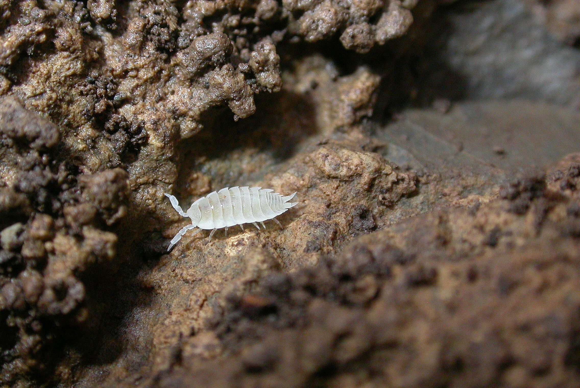 Image of Ant woodlouse