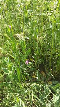 Image of striped corn catchfly