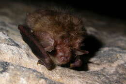 Image of Brown long-eared bat