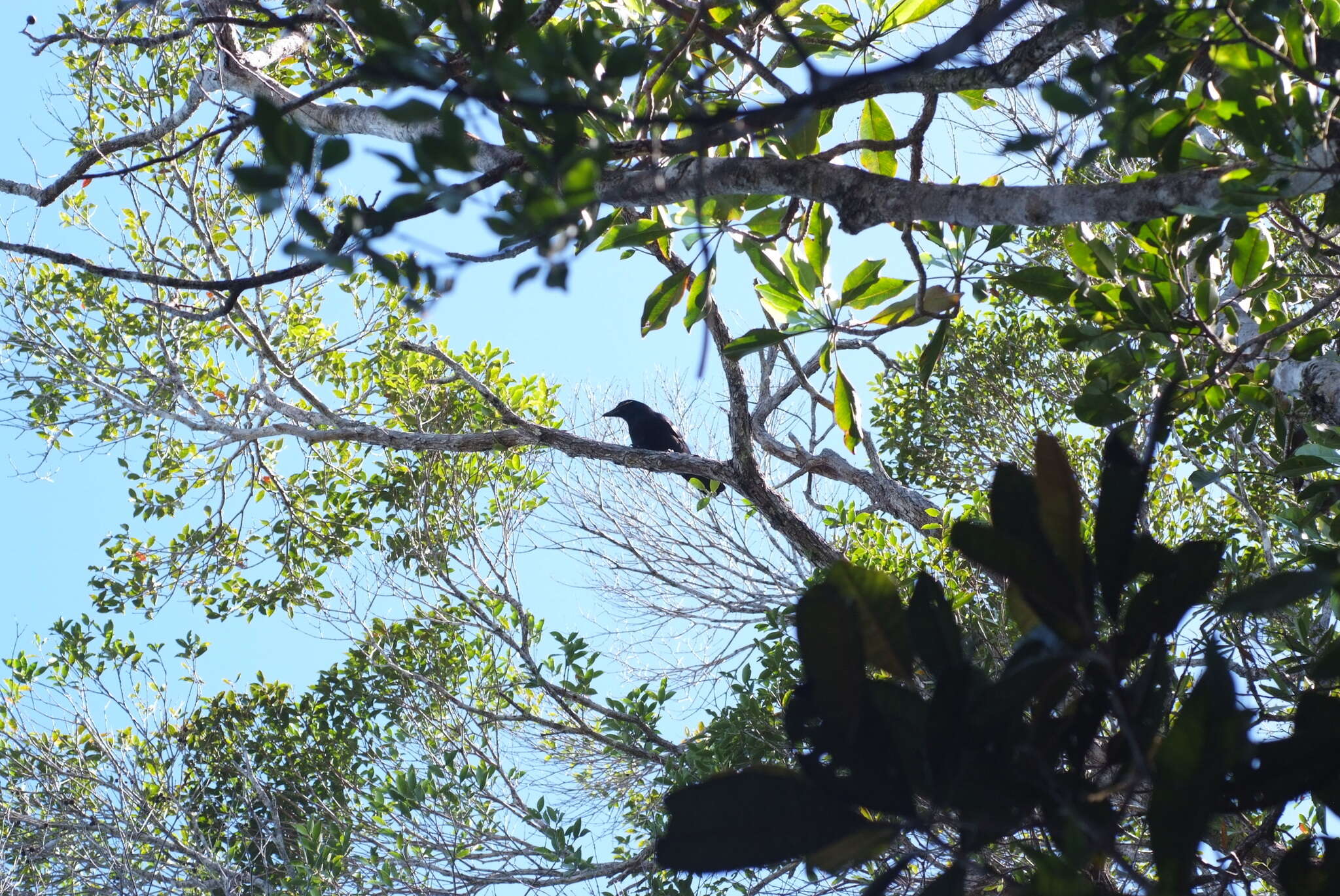 Image of New Caledonian Crow
