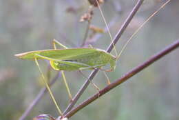 Image of sickle-bearing bush-cricket