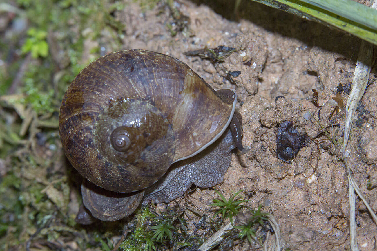 Image of <i>Cyclophorus perdix</i>