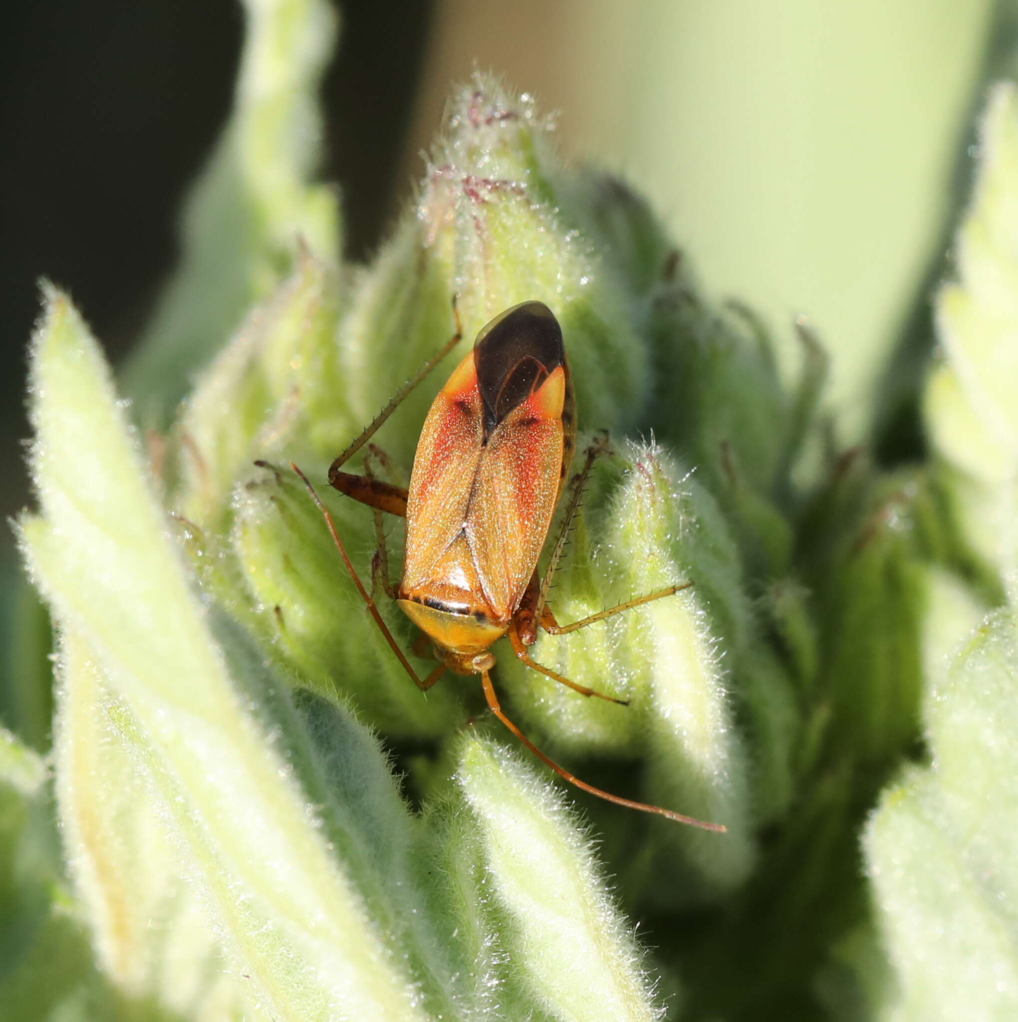 Image of Adelphocoris ticinensis (Meyer-Dur 1843)