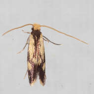 Image of Isocorypha mediostriatella (Clemens 1865)