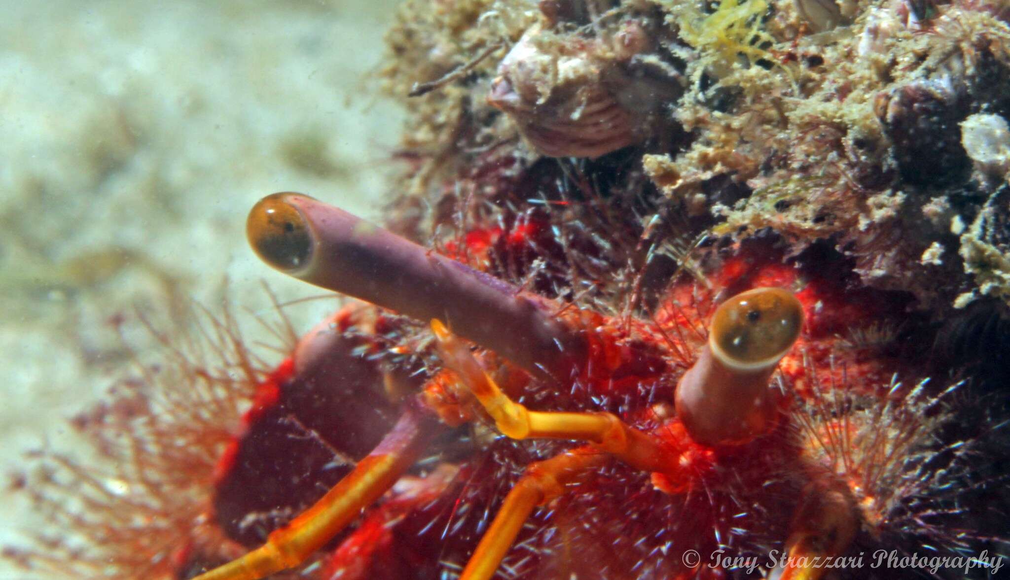 Image of Mauve Eyed Hermit Crab