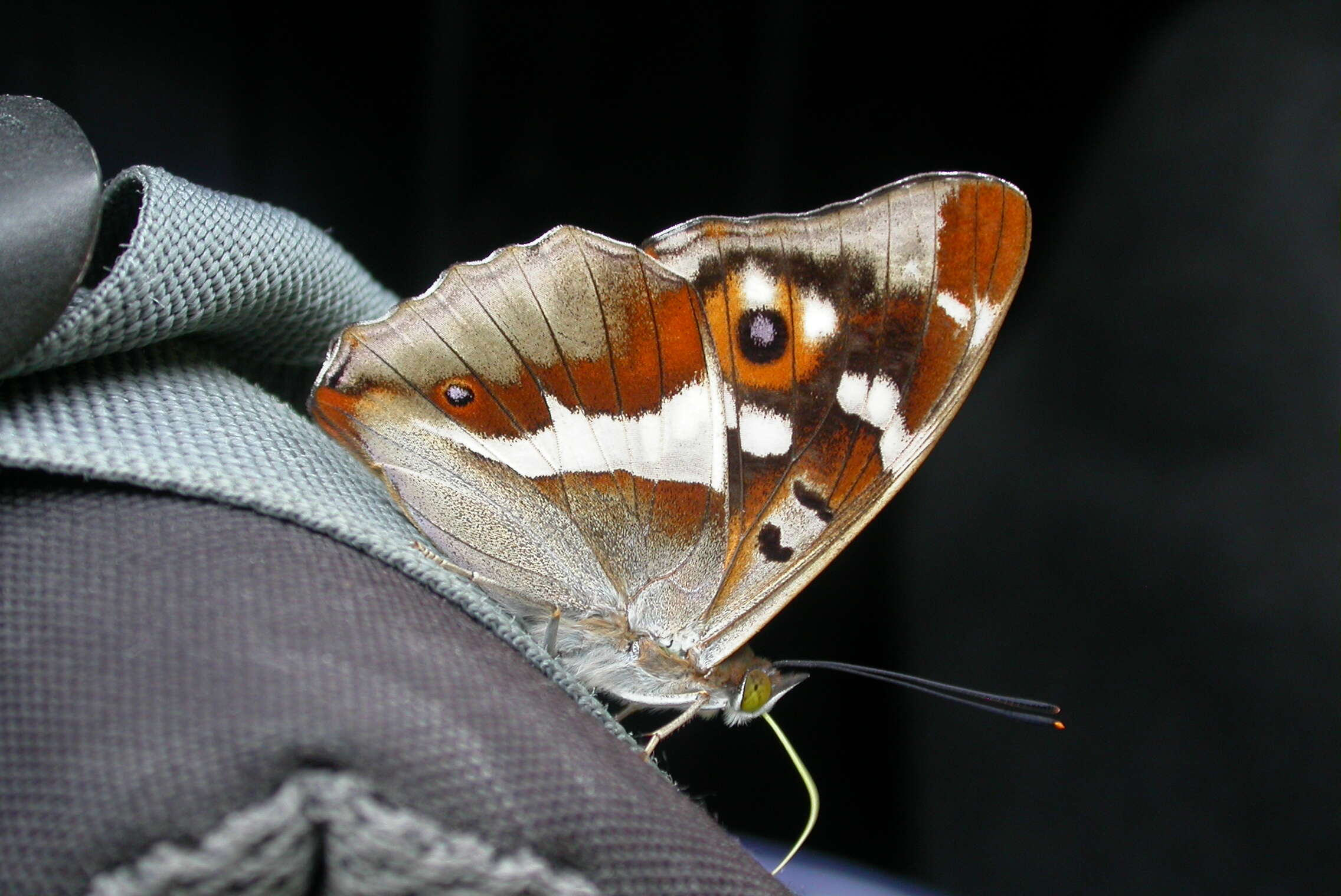 Image of purple emperor