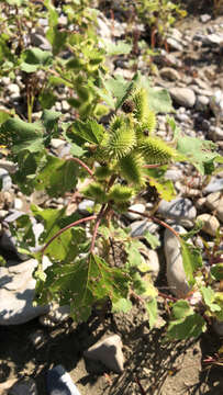 Image of common cockleburr